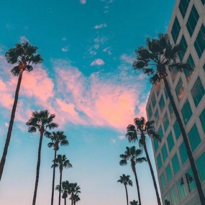 每天都要看小猫